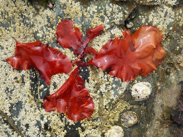 Представитель Семейства Schizymeniaceae
